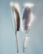 Two translucent hair brushes with dark bristles, shown against a soft light blue-gray background with bright light flares.